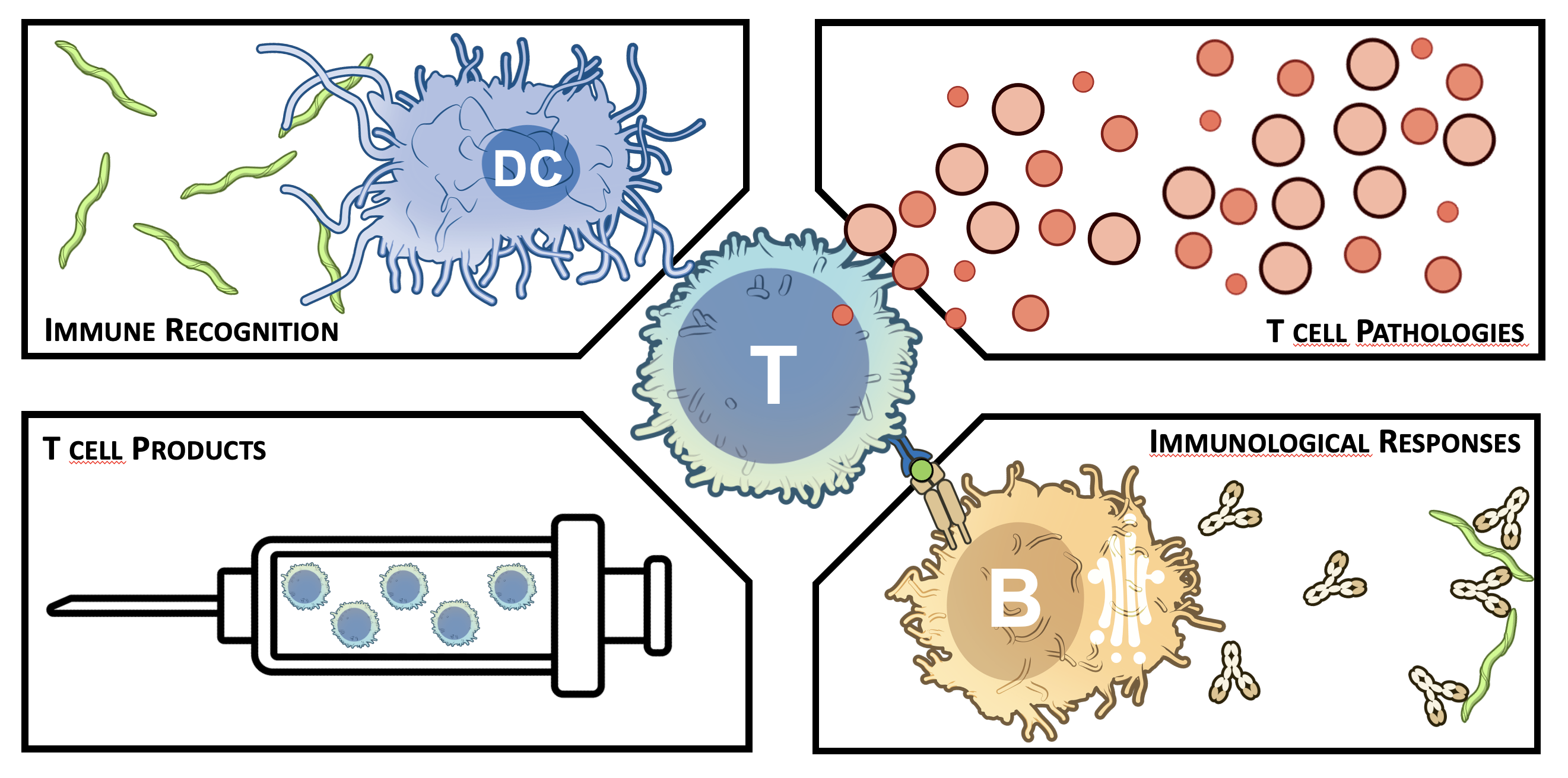 T cell research questions: Immune Recognition, T Cell Pathologies, T Cell Products, and Immunological Responses